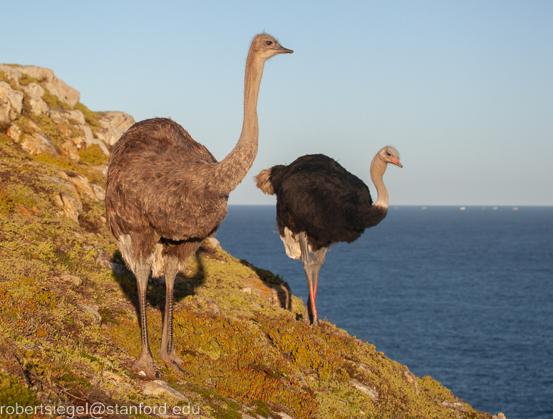 male ostrich